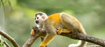 23 Day Panama, Costa Rica & Nicaragua Tour